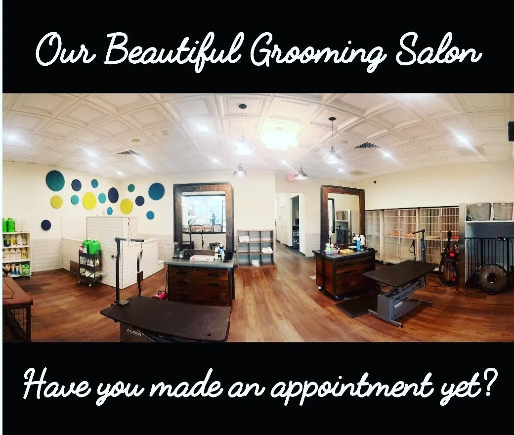 Book a Salon Appointment for your Cat