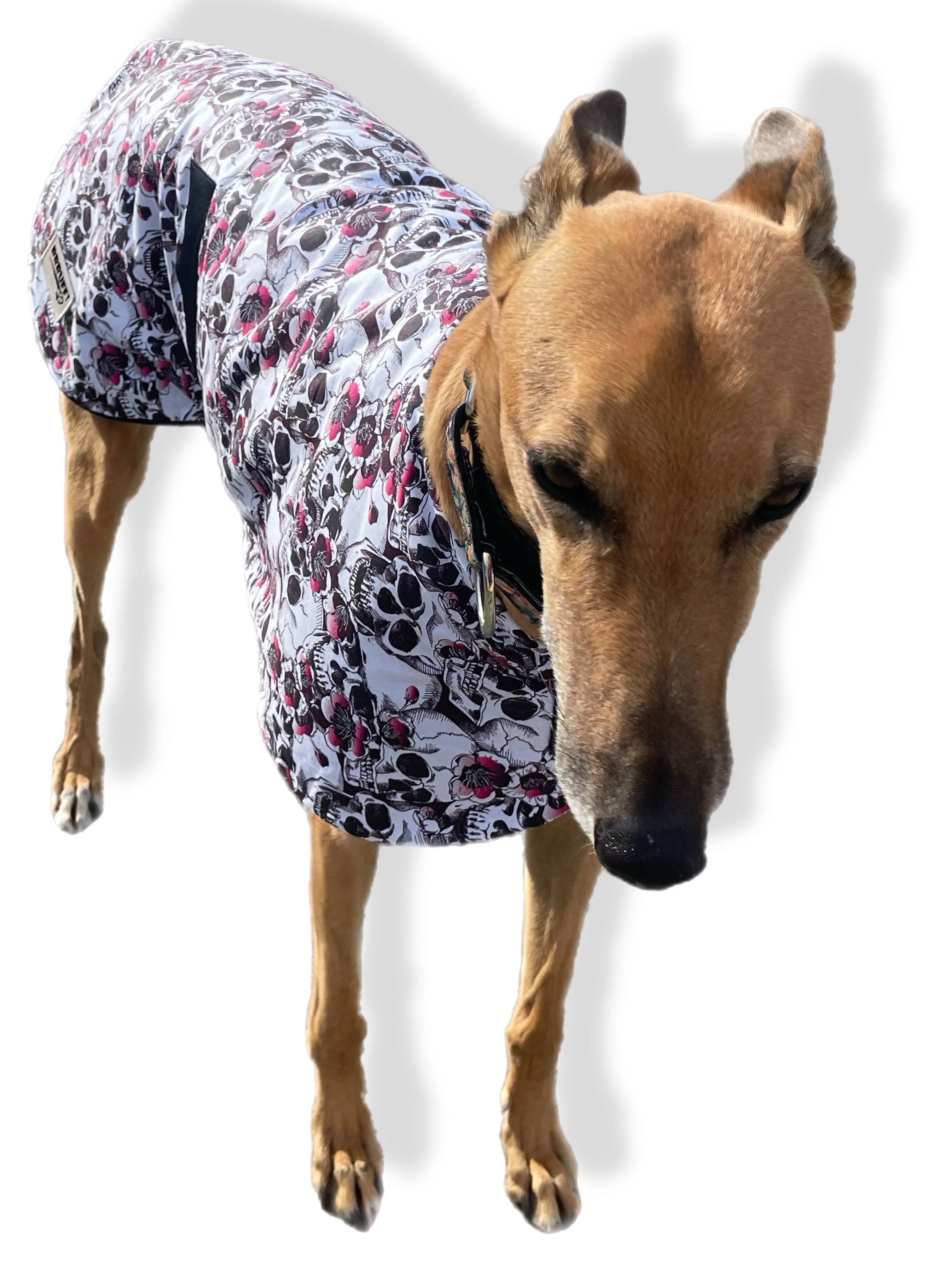 Spring skulls classic style Greyhound coat in a lightweight cotton & plush fleece combo washable